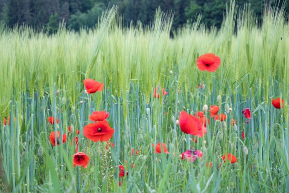 若葉が花咲く季節に生まれた牡牛座